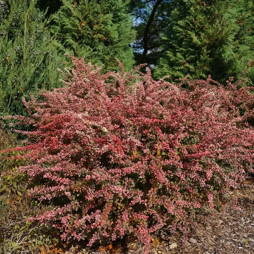 Barberry Shrub Sunjoy Sequins 3g